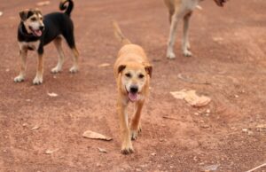 Ouagadougou: les chiens errants dans le viseur