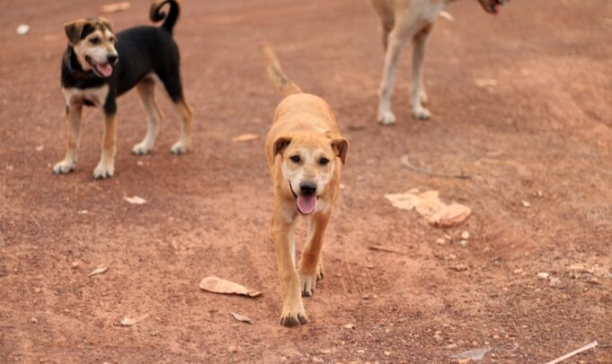 Ouagadougou: les chiens errants dans le viseur