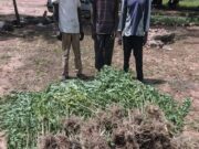 Trafic de chanvre indien: la Gendarmerie démantèle un réseau de cultivateurs et revendeurs locaux à Guiaro