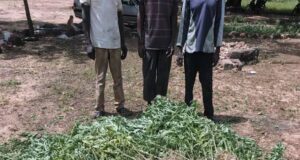 Trafic de chanvre indien: la Gendarmerie démantèle un réseau de cultivateurs et revendeurs locaux à Guiaro