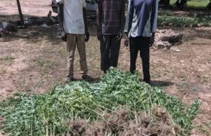 Trafic de chanvre indien: la Gendarmerie démantèle un réseau de cultivateurs et revendeurs locaux à Guiaro
