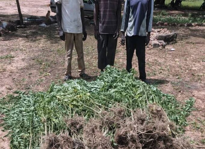 Trafic de chanvre indien: la Gendarmerie démantèle un réseau de cultivateurs et revendeurs locaux à Guiaro