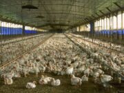 Burkina: suspension temporaire de la «délivrance des autorisations d’importation de poussins chair»
