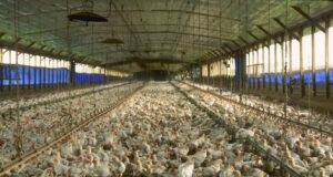 Burkina: suspension temporaire de la «délivrance des autorisations d’importation de poussins chair»