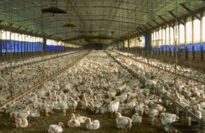 Burkina: suspension temporaire de la «délivrance des autorisations d’importation de poussins chair»