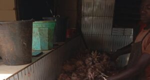 Ouagadougou: contrôle d’hygiène des sites d’abattage de volailles