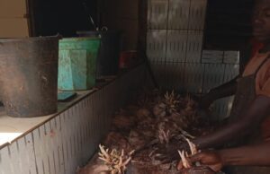 Ouagadougou: contrôle d’hygiène des sites d’abattage de volailles