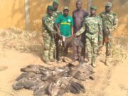 Burkina: un trafiquant de vautours charognards interpellé à Dori