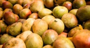 Burkina: l’ASE «obligatoire» pour l’exportation de la tomate, l’oignon, la mangue fraîche, le miel brut, le soja et l’arachide