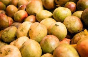 Burkina: l’ASE «obligatoire» pour l’exportation de la tomate, l’oignon, la mangue fraîche, le miel brut, le soja et l’arachide