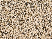 Burkina: le prix de collecte bord champ du niébé passe à 400 FCFA le Kilogramme