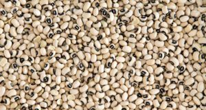 Burkina: le prix de collecte bord champ du niébé passe à 400 FCFA le Kilogramme