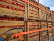 Burkina: des tomates et des oignons d’une valeur de plus de 100 millions F CFA saisis