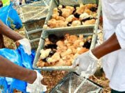 Burkina: plus de 6 000 poussins frauduleux saisis dans le Djôrô