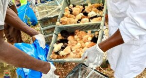 Burkina: plus de 6 000 poussins frauduleux saisis dans le Djôrô