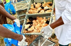 Burkina: plus de 6 000 poussins frauduleux saisis dans le Djôrô