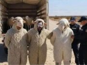 Algérie: trois personnes déguisées en moutons tentent de rejoindre l’Espagne