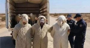 Algérie: trois personnes déguisées en moutons tentent de rejoindre l’Espagne