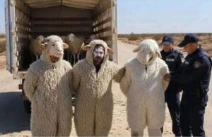 Algérie: trois personnes déguisées en moutons tentent de rejoindre l’Espagne