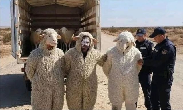 Algérie: trois personnes déguisées en moutons tentent de rejoindre l’Espagne