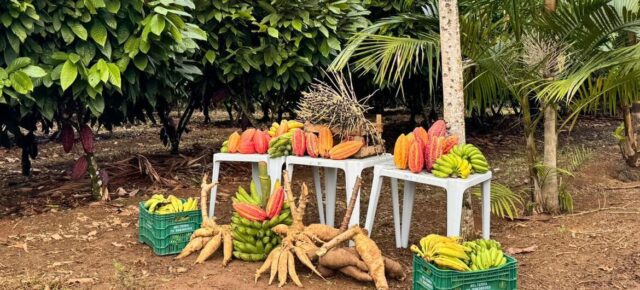 © Belterra/Bo Wang Exposition de produits agroforestiers dans le sud de la Bahie, au Brésil: manioc, banane et cacao. (15)