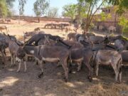 Burkina: un convoi de 197 ânes intercepté et saisi à Koudougou