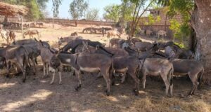 Burkina: un convoi de 197 ânes intercepté et saisi à Koudougou