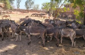 Burkina: un convoi de 197 ânes intercepté et saisi à Koudougou