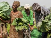 La guerre au Moyen-Orient, un choc pour la production alimentaire mondiale