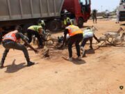 Ouagadougou: environ 1 600 têtes d’animaux mises en fourrière