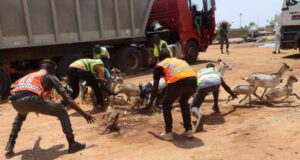 Ouagadougou: environ 1 600 têtes d’animaux mises en fourrière