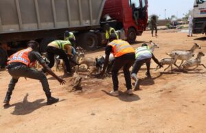 Ouagadougou: environ 1 600 têtes d’animaux mises en fourrière