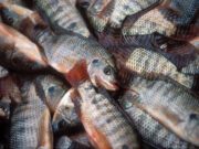 Burkina: les prix du poisson tilapia produit en cage flottante