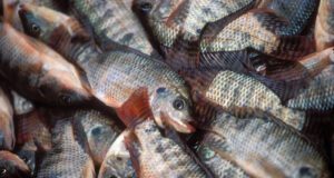 Burkina: les prix du poisson tilapia produit en cage flottante