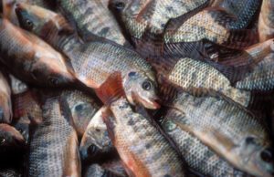 Burkina: les prix du poisson tilapia produit en cage flottante
