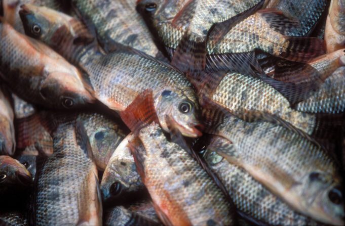 Burkina: les prix du poisson tilapia produit en cage flottante