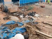 Ouagadougou: deux morts dans un accident de camion transportant du bétail à Komsilga
