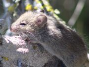 Hantavirus: voici comment éviter d’être contaminé