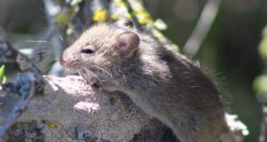 Hantavirus: voici comment éviter d’être contaminé