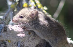 Hantavirus: voici comment éviter d’être contaminé