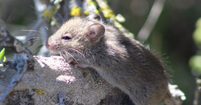 Hantavirus: voici comment éviter d’être contaminé