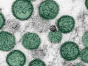 Hantavirus: un cas confirmé en Suisse, la souche des Andes identifiée chez au moins 3 patients