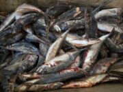 Ouagadougou: des visites inopinées pour une transparence des grossistes de poisson