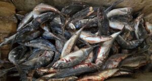 Ouagadougou: des visites inopinées pour une transparence des grossistes de poisson