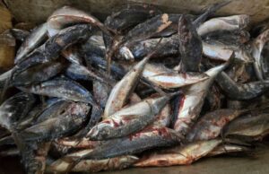 Ouagadougou: des visites inopinées pour une transparence des grossistes de poisson