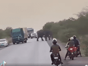 Burkina/Sécurité: des mouvements d’éléphants observés ces derniers temps dans des localités
