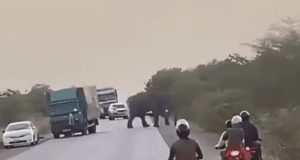 Burkina/Sécurité: des mouvements d’éléphants observés ces derniers temps dans des localités