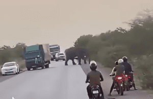 Burkina/Sécurité: des mouvements d’éléphants observés ces derniers temps dans des localités