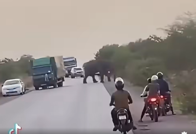 Burkina/Sécurité: des mouvements d’éléphants observés ces derniers temps dans des localités