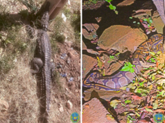 Ouagadougou: un serpent et des crocodiles capturés dans des domiciles